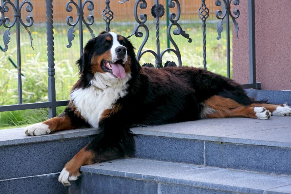 Bernese Mountain Dog