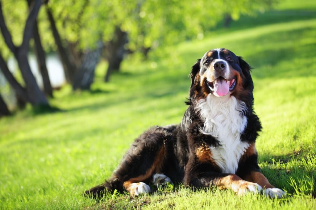 Dog Bernese Mountain Dog