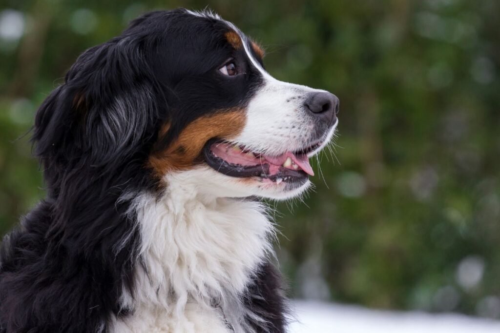 Dog Bernese Mountain Dog