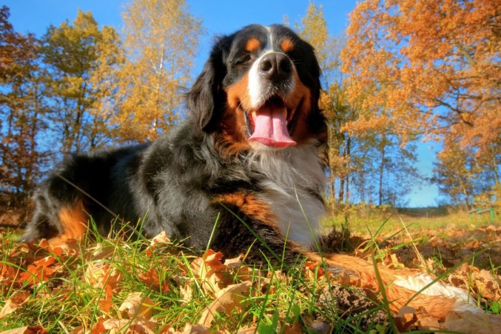 Dog Bernese Mountain Dog