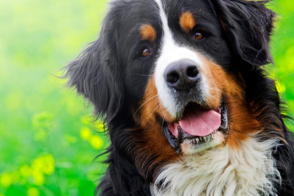 Dog Bernese Mountain Dog