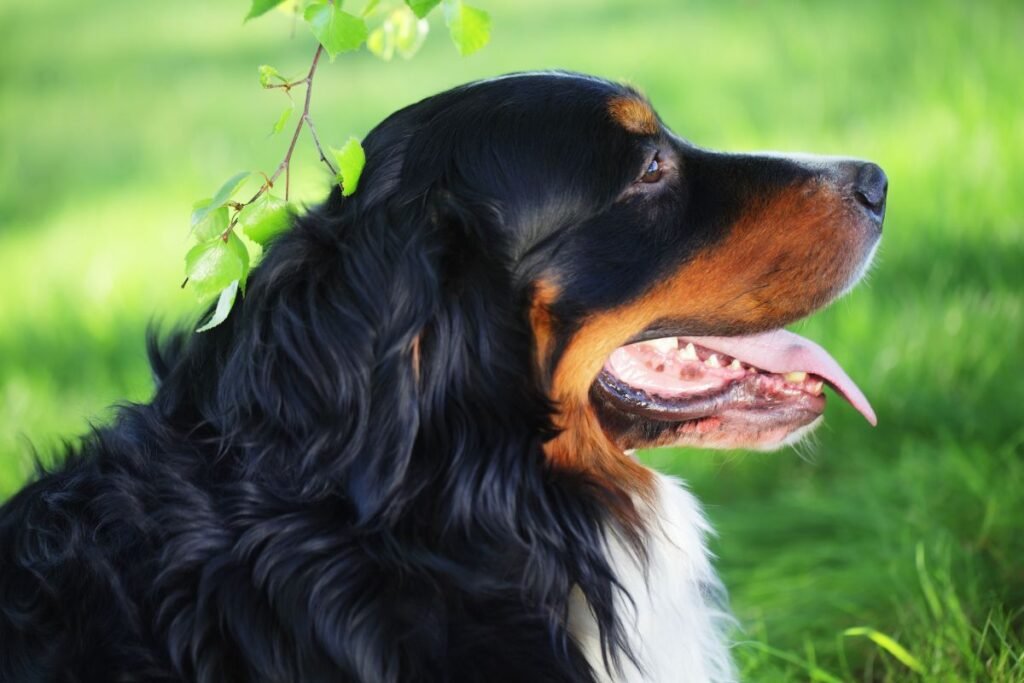 Dog Bernese Mountain Dog