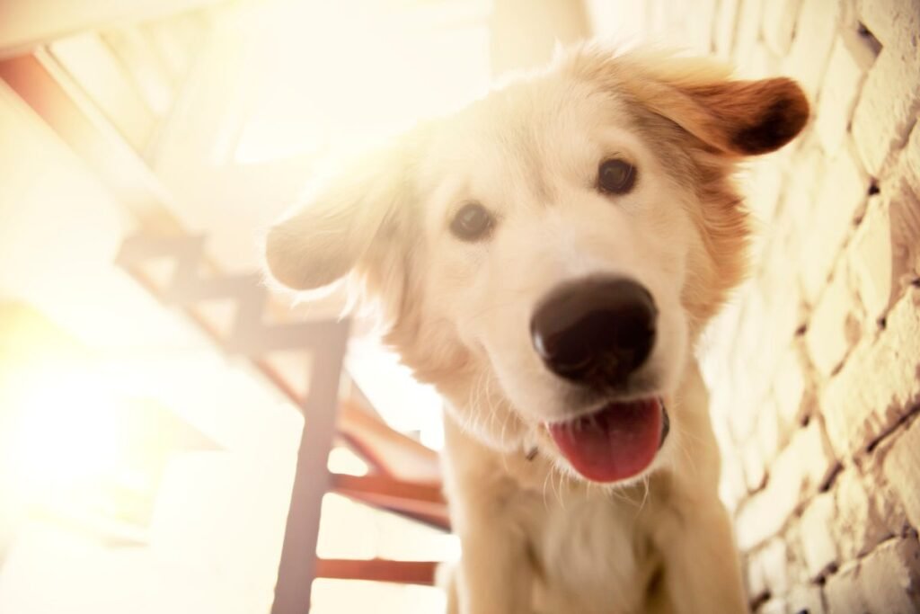 Close-up of a smiling golden retriever in sunlight.