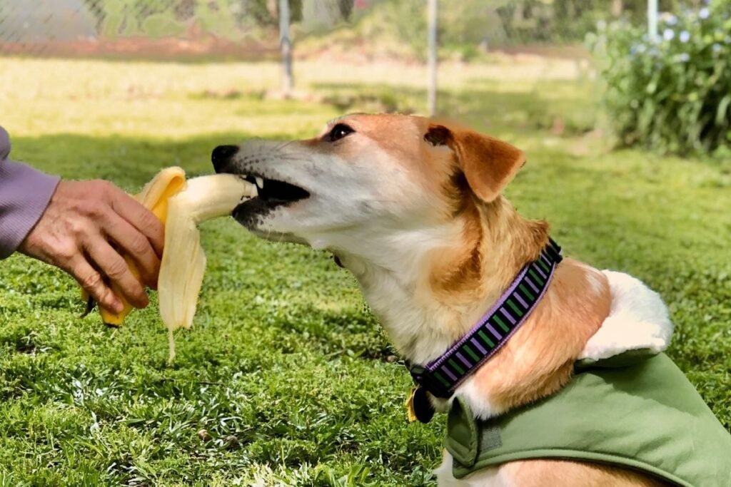 Dog Eating Banana, Can Dogs Eat Bananas