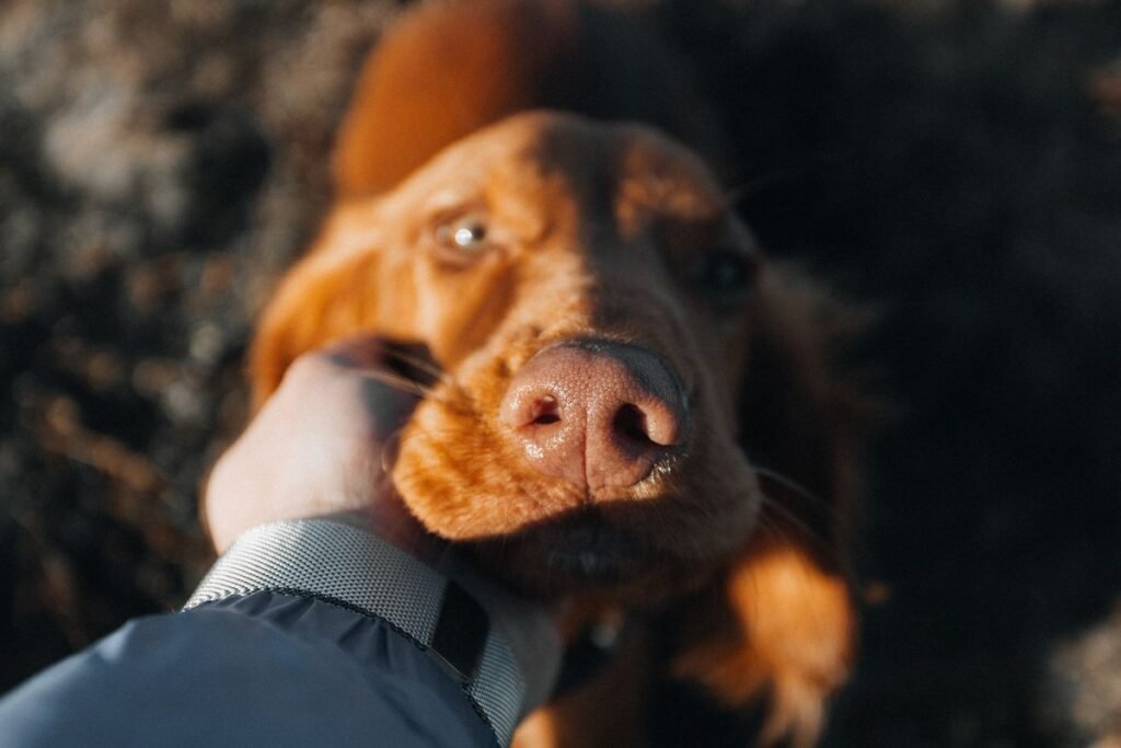 A close-up photo of a reddish-brown dog’s nose being gently held by a person in a jacket.