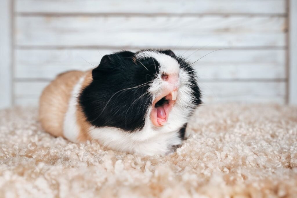 Yawning guinea pig.
