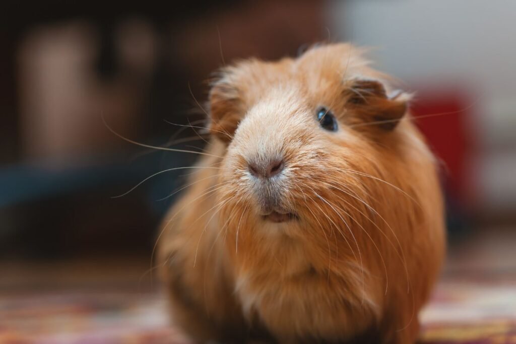 Guinea Pig, Fun Facts About Guinea Pigs