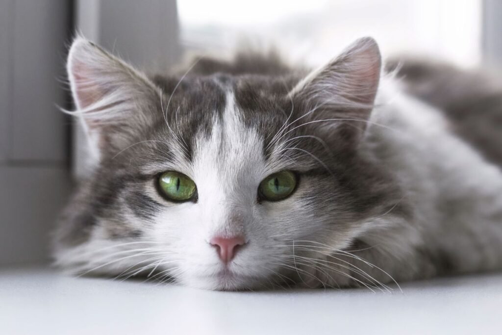 A close-up photo of a gray and white cat with green eyes. How Old is my Cat in Human Years?