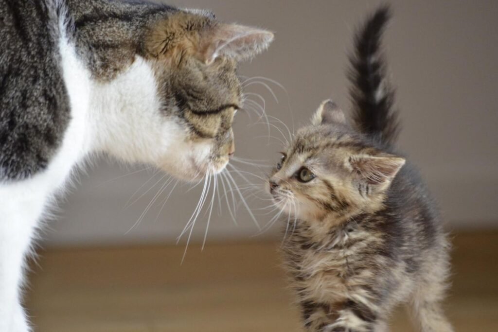 A kitten and an older cat face each other, appearing to interact.