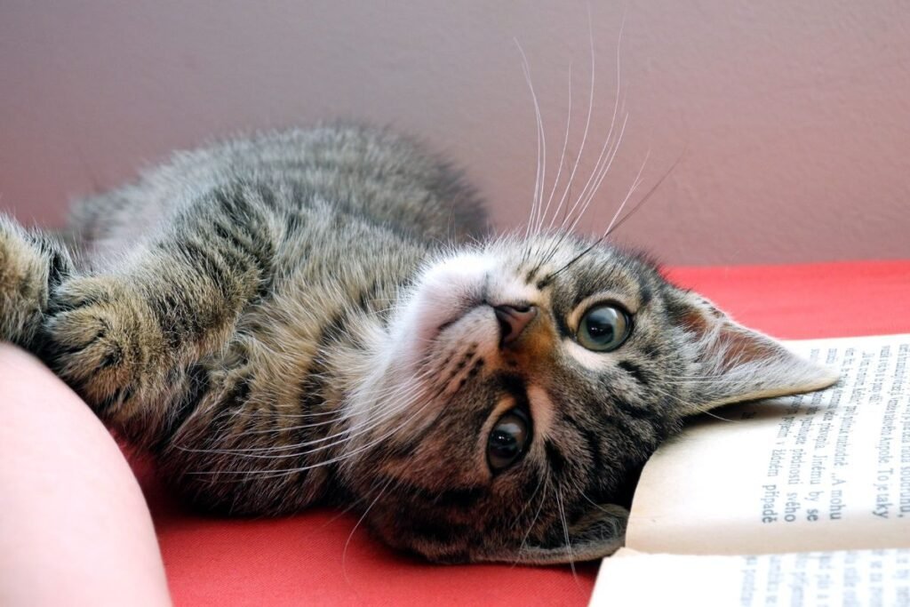 Kitten lying on its side next to an open book, gazing up with wide eyes and resting one paw on a person's arm.