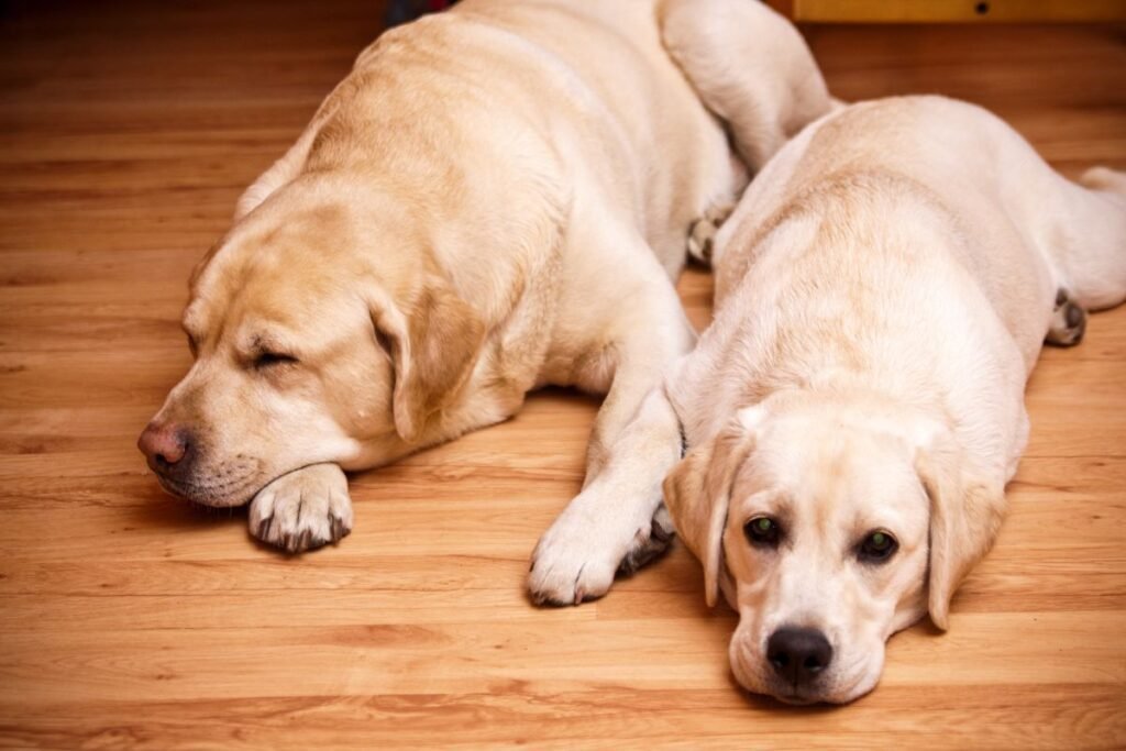 Two yellow Labradors resting on a wooden floor.