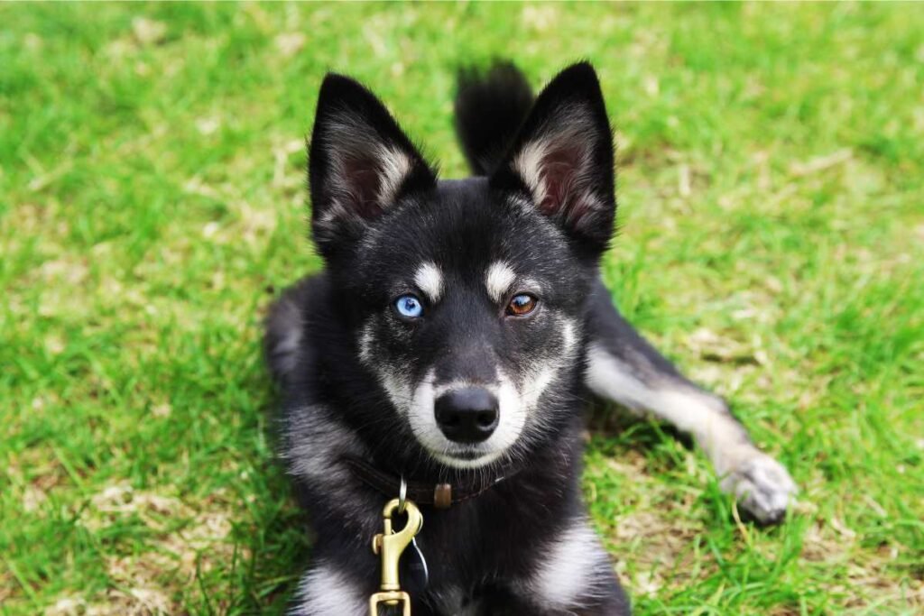 Dog Alaskan Klee Kai