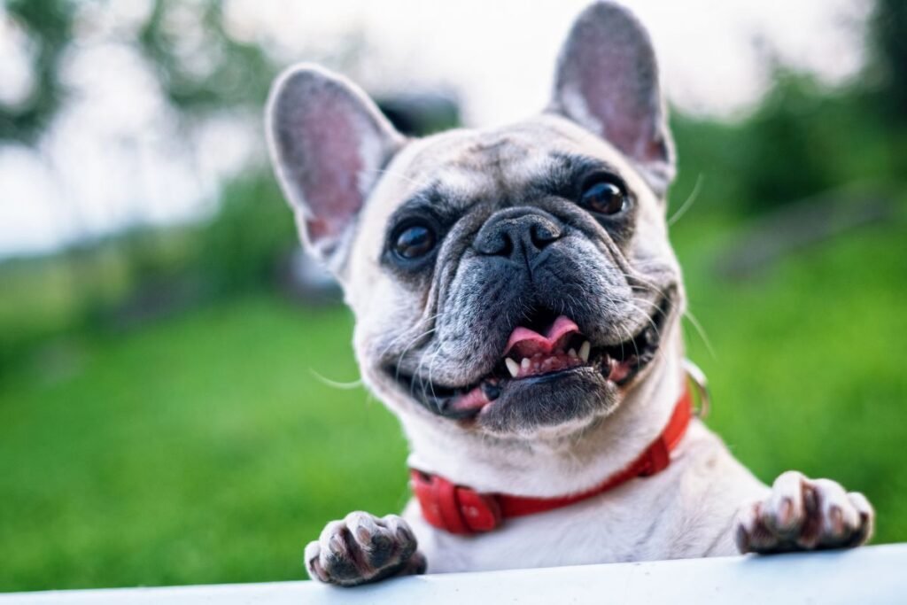 Dog French Bulldog