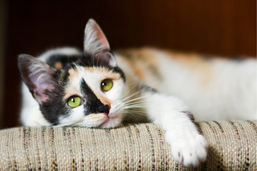 Cat with green eyes lying on a striped couch, looking directly at the camera with a relaxed expression.