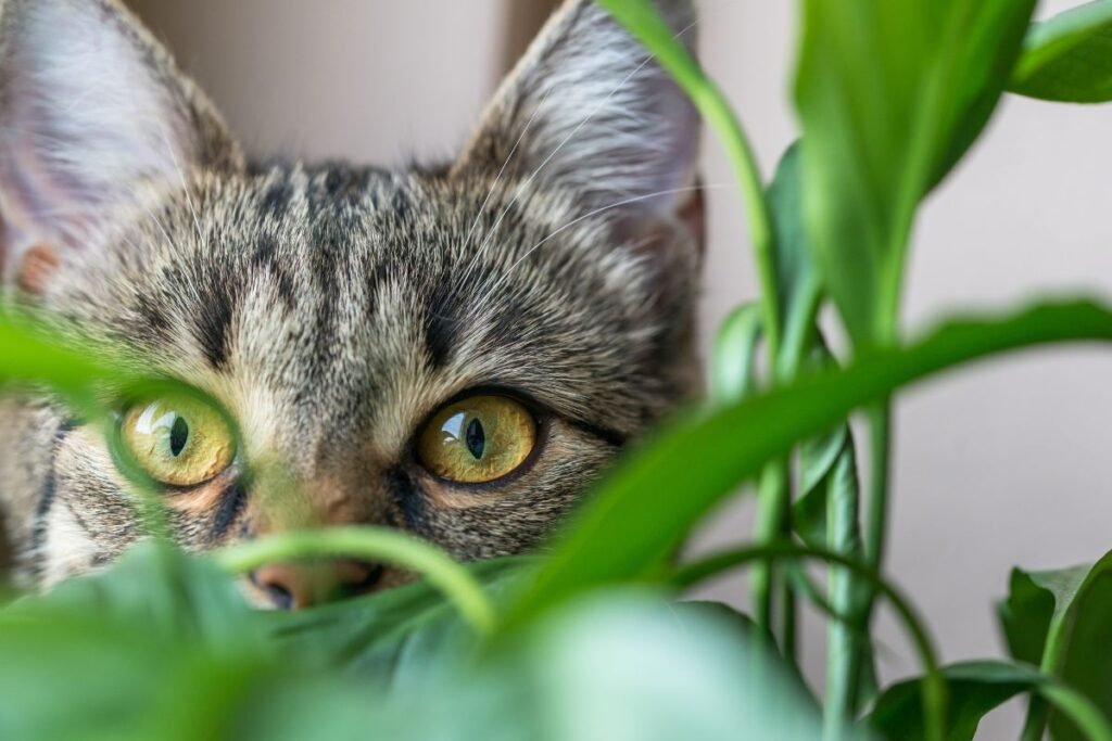 Cat peeks through plants. The Best Pet-Friendly Plants