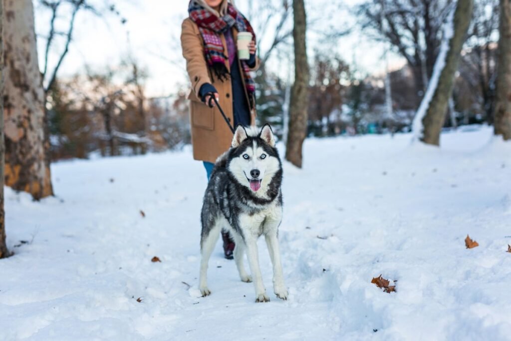Siberian Husky on a snowy path, leash held by a person in winter attire.