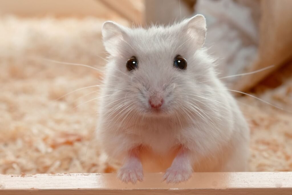 Hamster