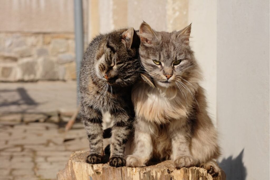 Understanding Cat Breeds