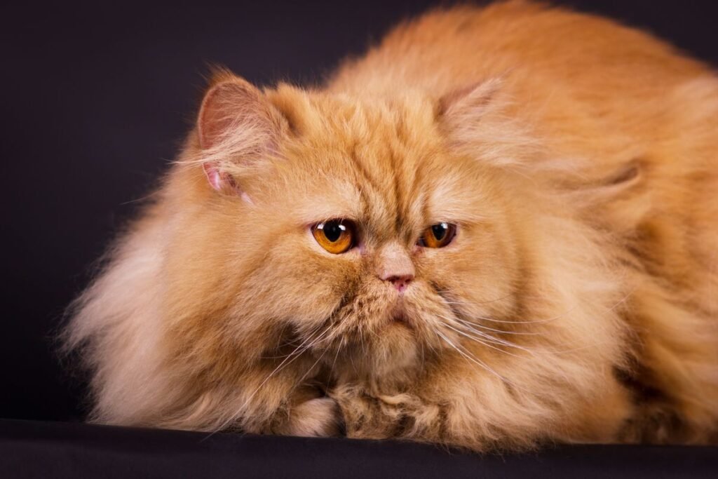 Orange Persian Cat