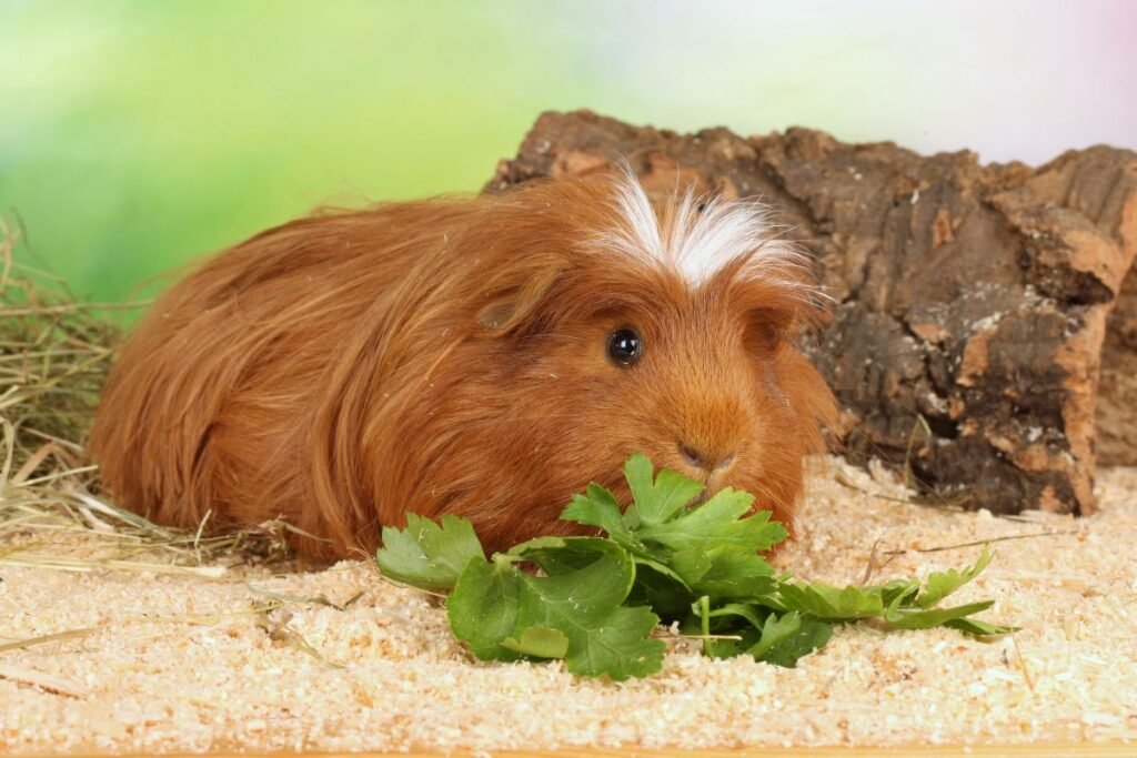 Guinea pig eating parsley on wood shavings.