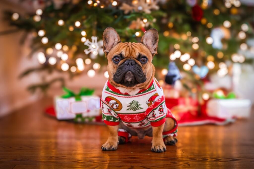 What to Get a Dog for Christmas? French Bulldog in a Christmas sweater in front of a decorated tree.