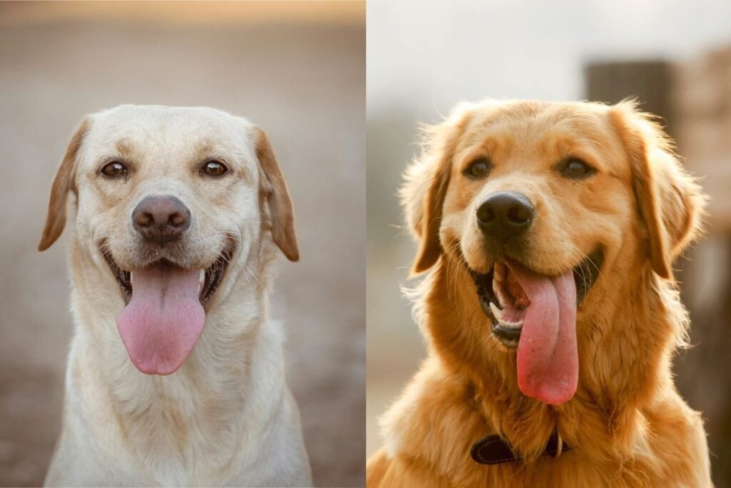 Labrador Retriever and Golden Retriever
