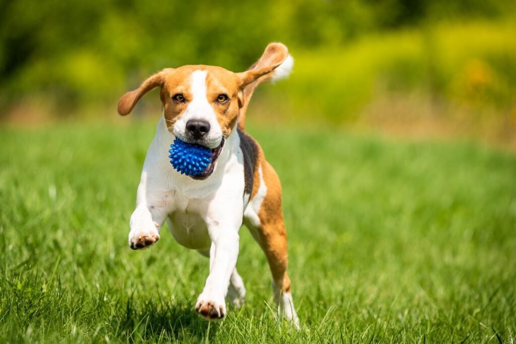 Beagle with a Blue Toy. Why Every Dog Needs Regular Exercise?