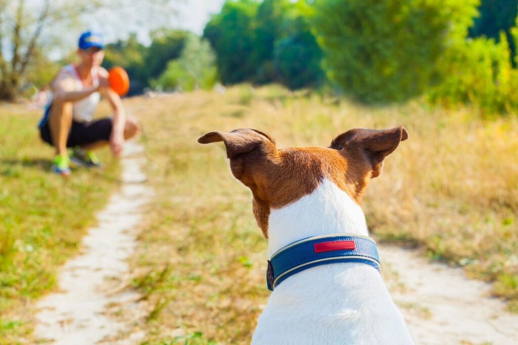 View from behind a dog wearing a blue collar, watching a blurred person with a basketball in a sunny field.