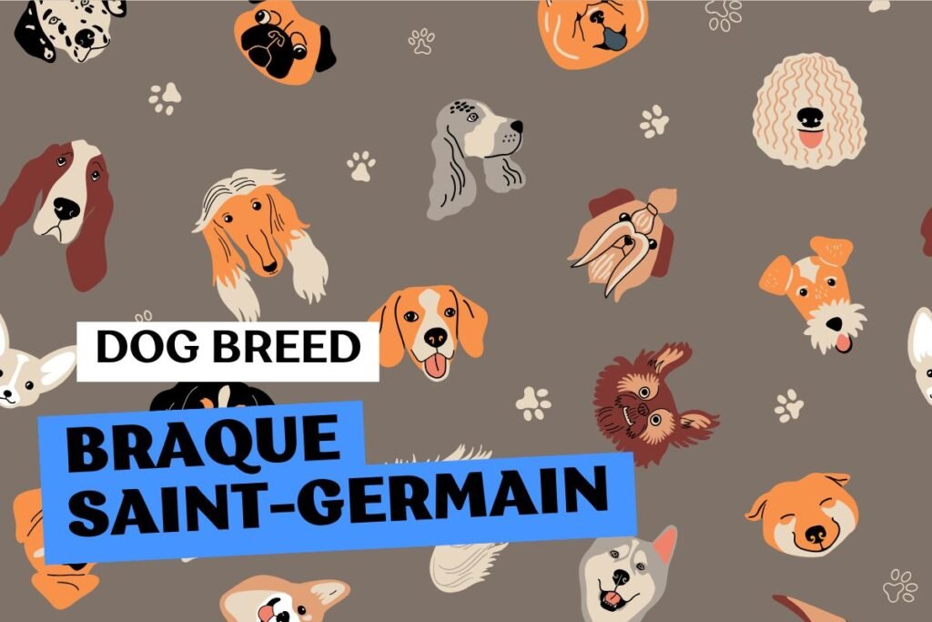 Dog Braque Saint-Germain