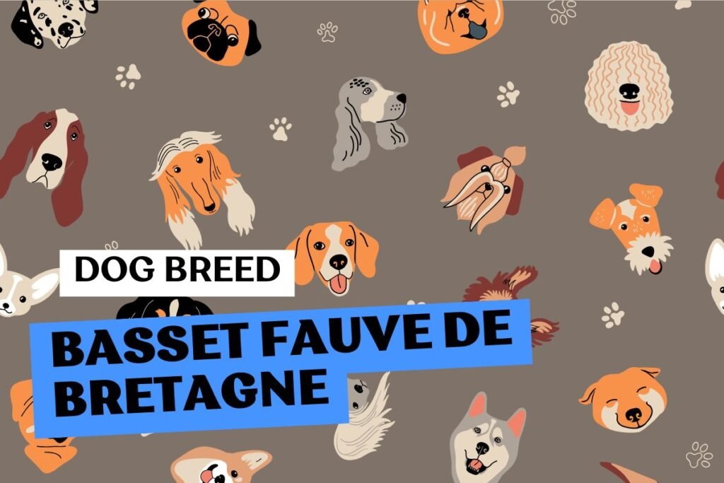 Fluffito_Dog_Breed_ Basset_Fauve_de_Bretagne_Info
