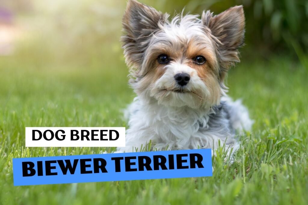 Dog Biewer Terrier
