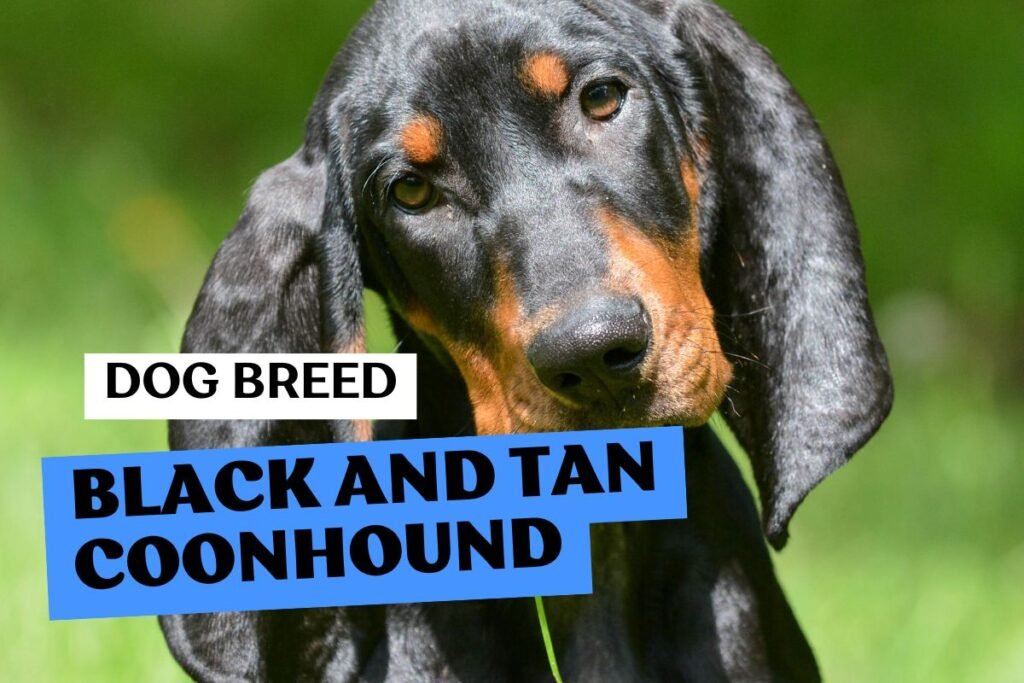Dog Black and Tan Coonhound