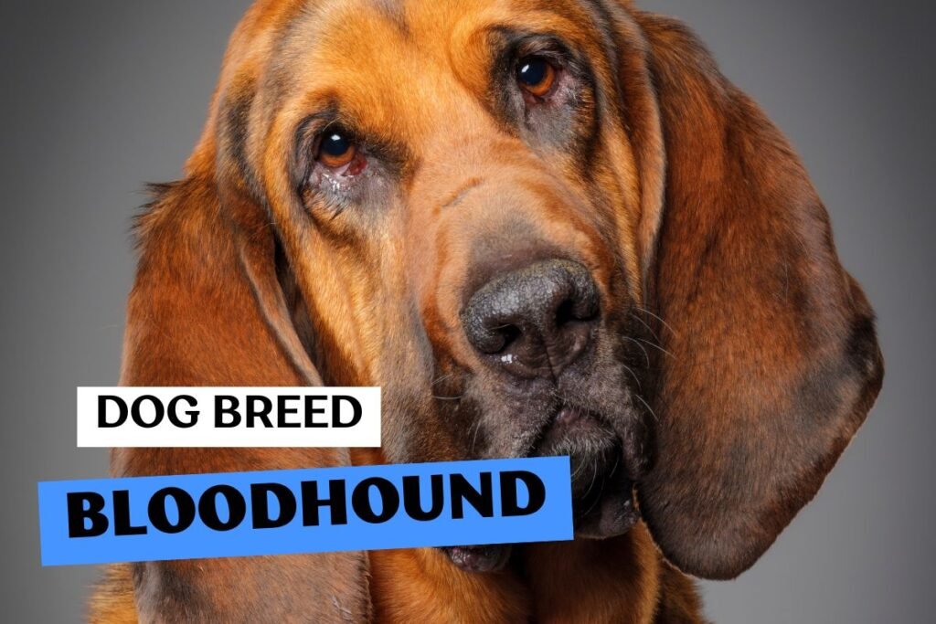 Dog Bloodhound