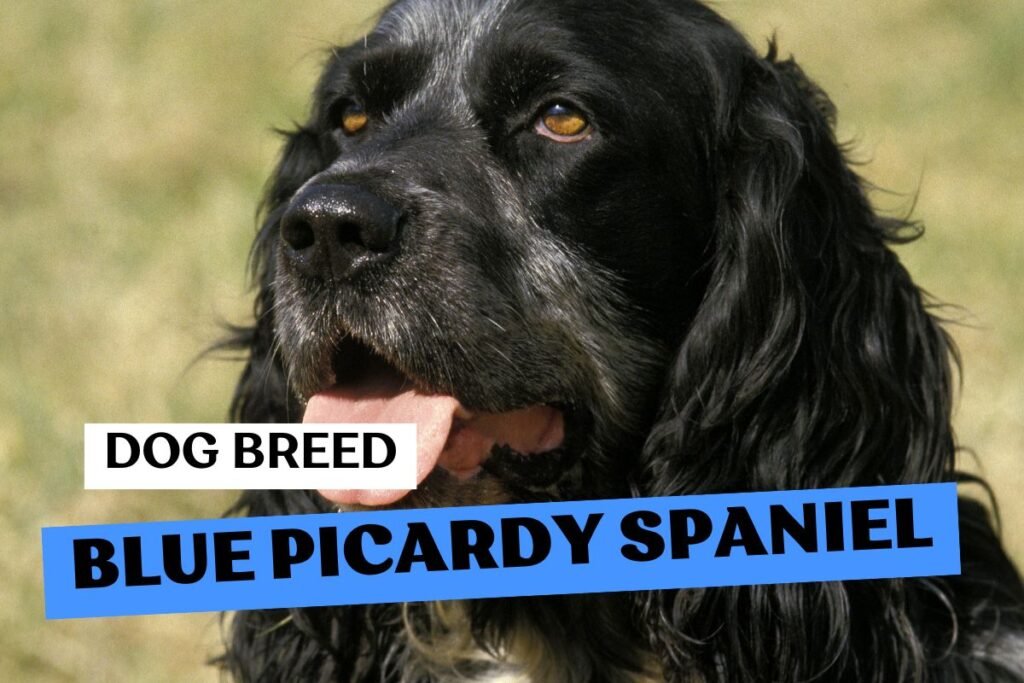 Dog Blue Picardy Spaniel