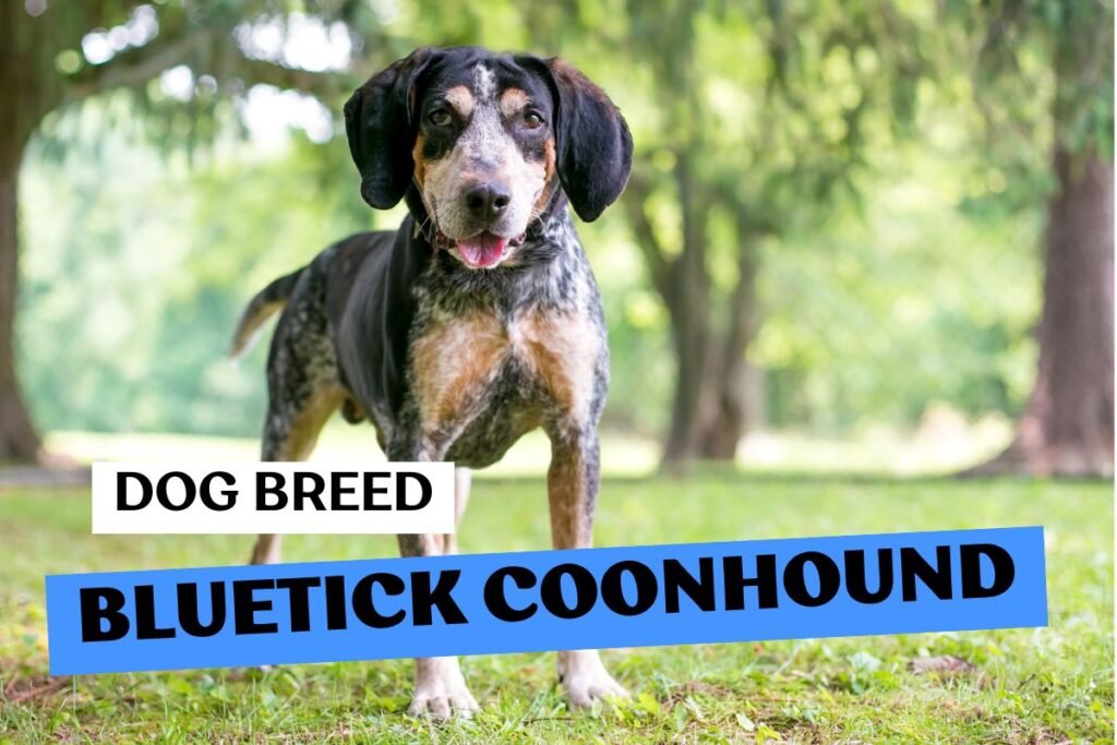 Dog Bluetick Coonhound