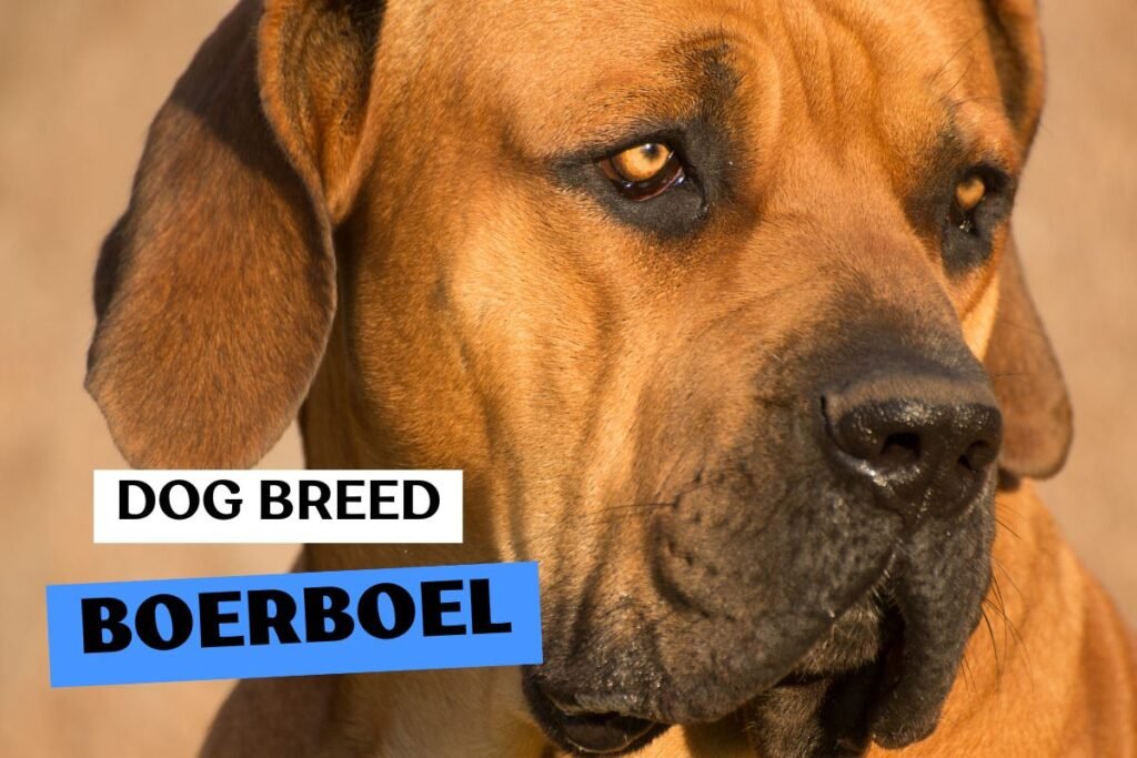 Dog Boerboel