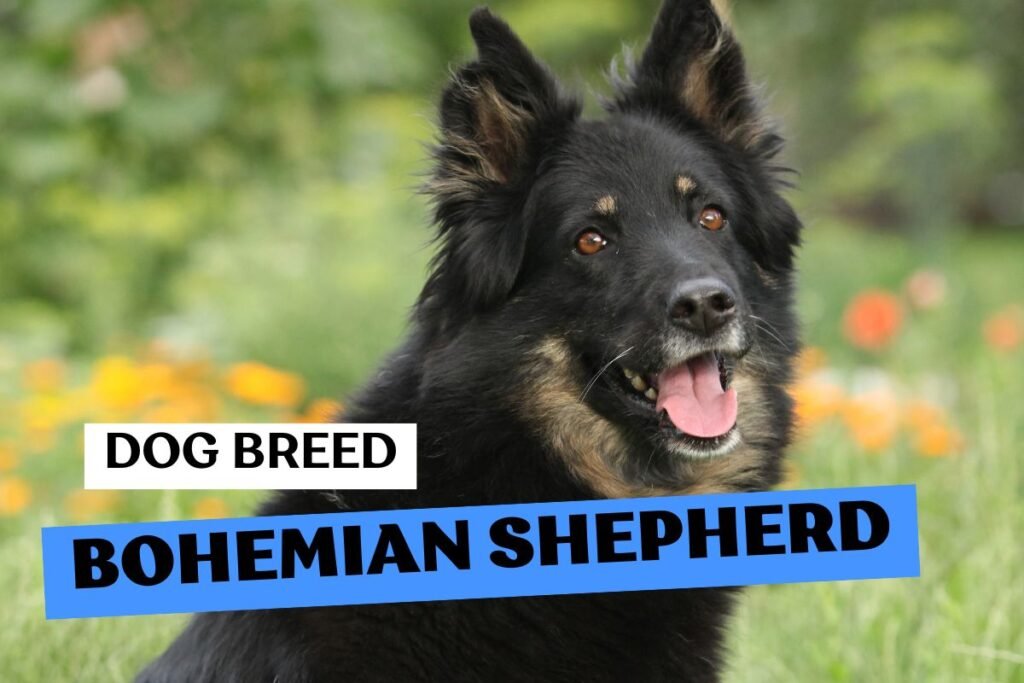 Dog Bohemian Shepherd