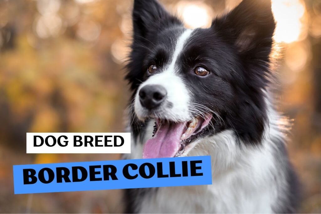 Dog Border Collie