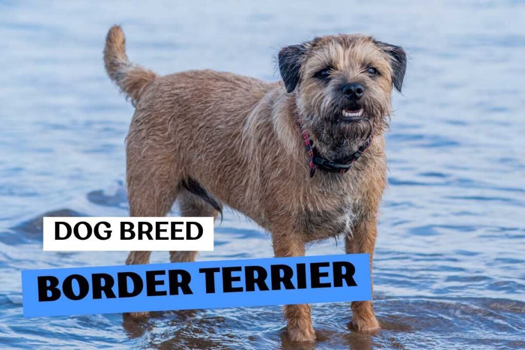 Dog Border Terrier