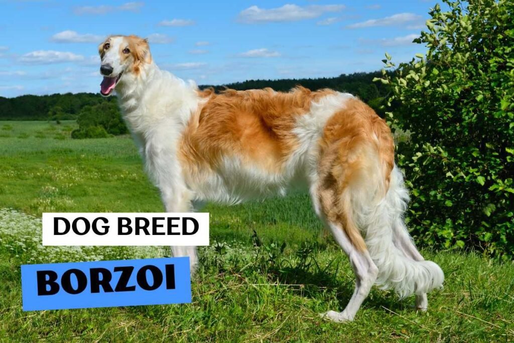 Dog Borzoi