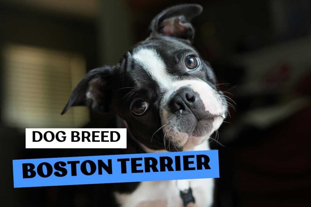 Dog Boston Terrier