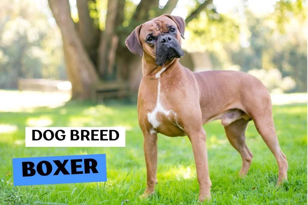 Dog Boxer