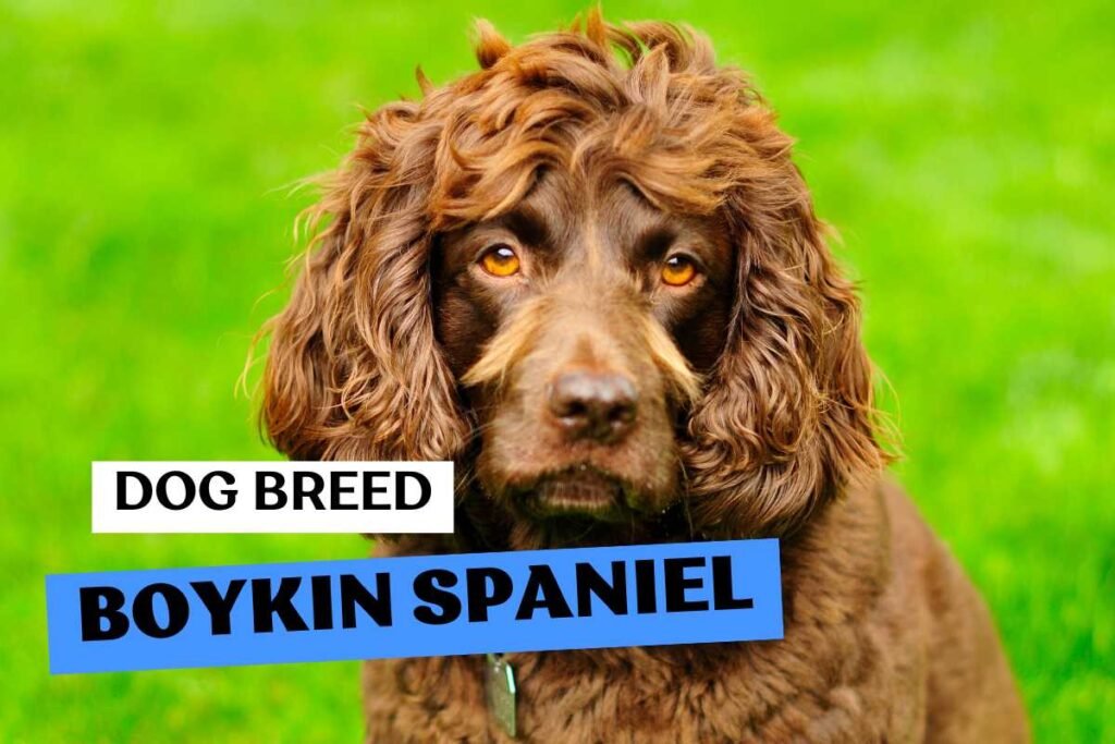 Dog Boykin Spaniel