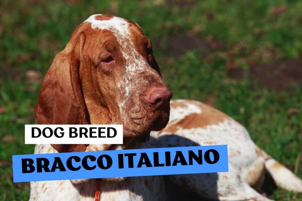 Dog Bracco Italiano