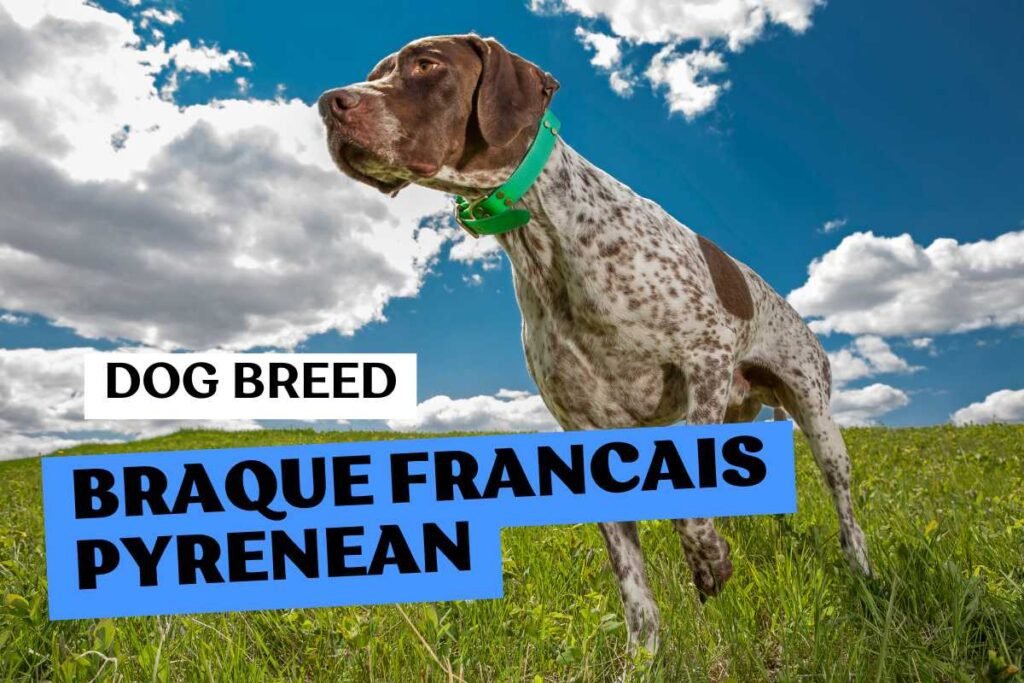 Dog Braque Francais Pyrenean