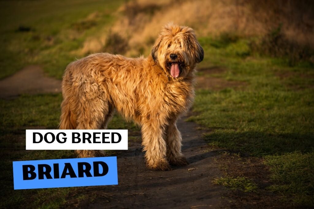 Dog Briard