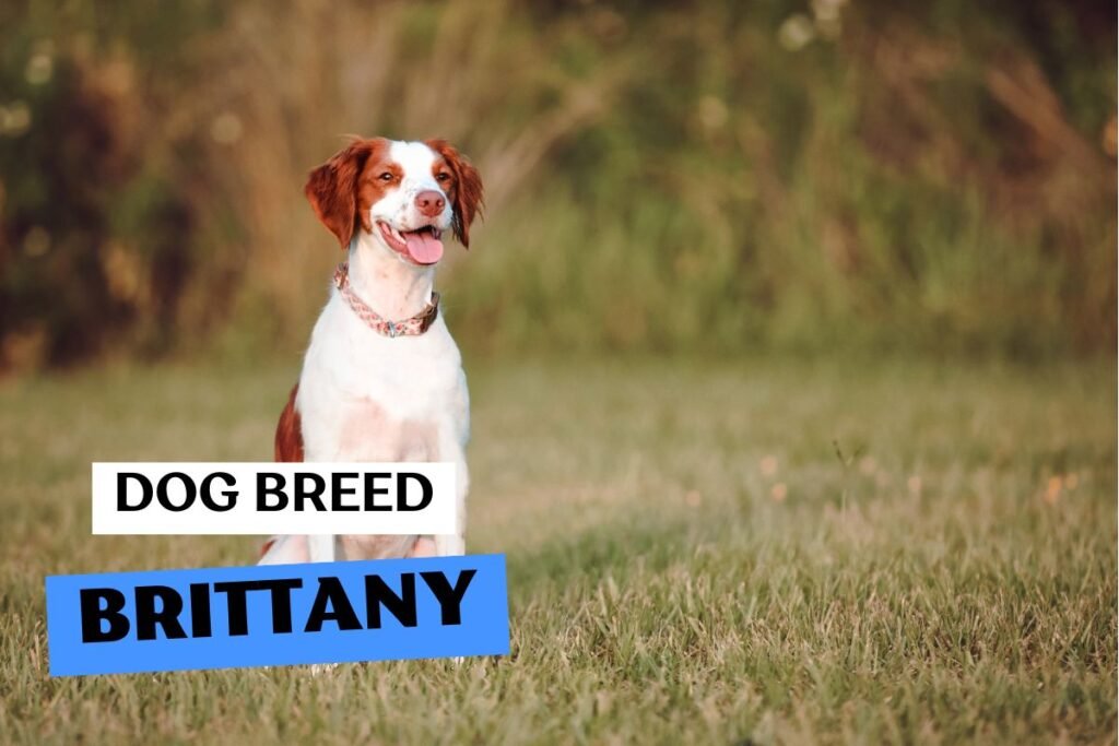 Dog Brittany