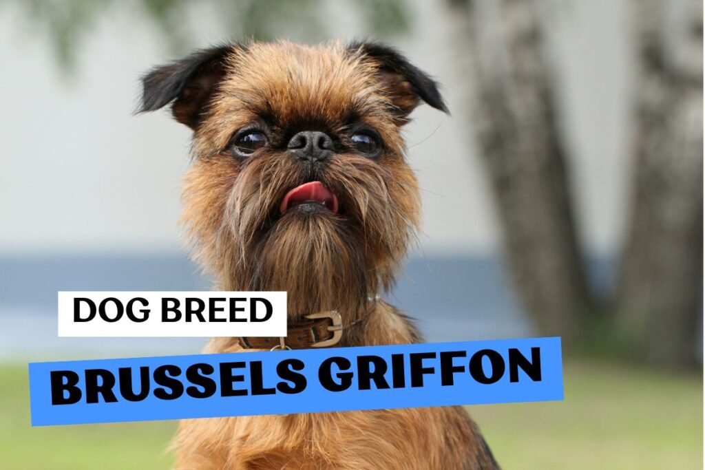 Dog Brussels Griffon
