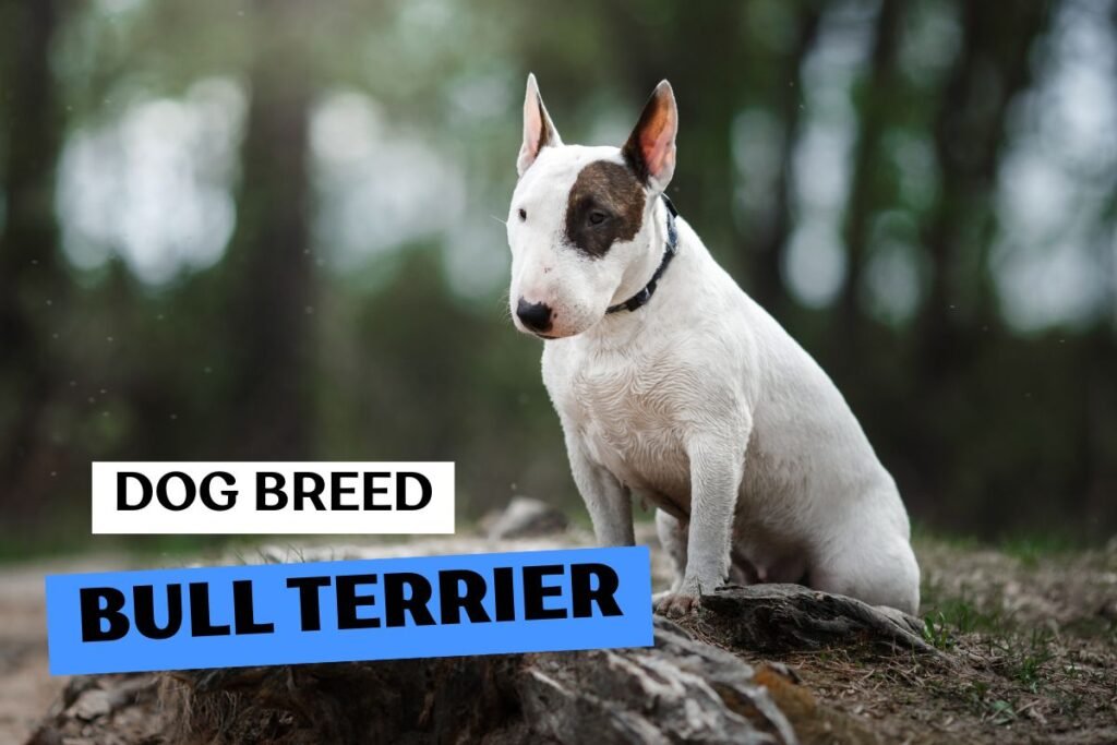 Dog Bull Terrier