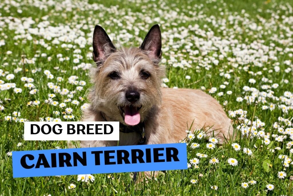 Dog Cairn Terrier